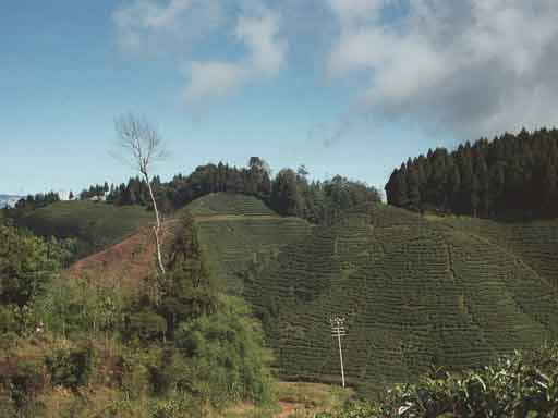 Theeplantage bij Darjeeling